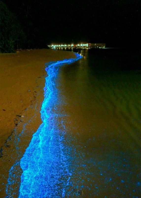 Glowing Beach, A sea of stars