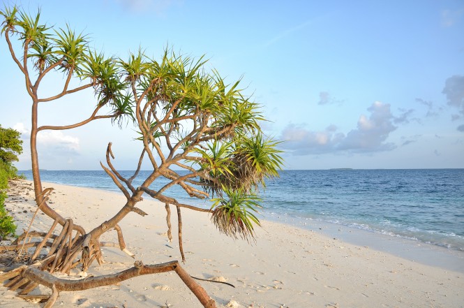 The beach of a local island in Maldives