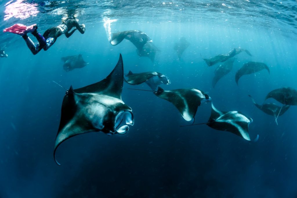 manta ray