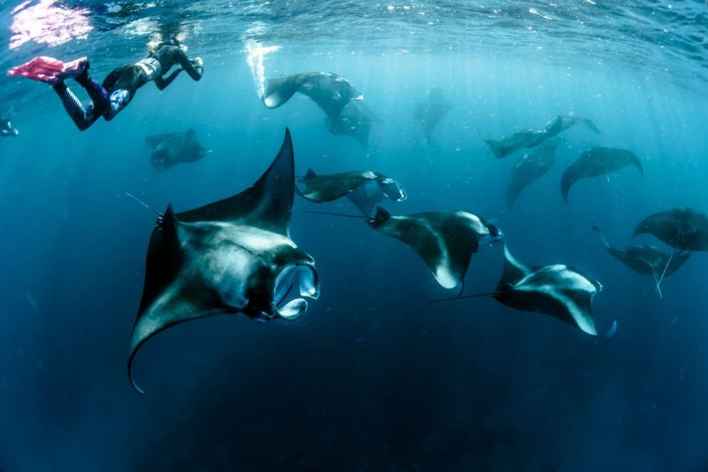 Hanifaru Bay 1 Snorkeling with manta rays