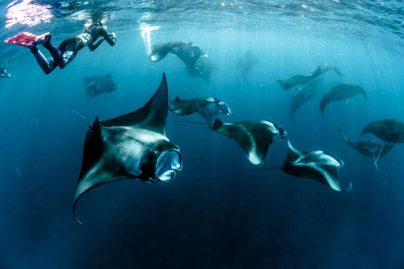 Snorkeling with manta rays