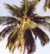palmtree - maldives national tree palmtree - maldives national tree