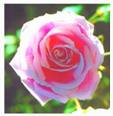 rose - maldives national flower rose - maldives national flower
