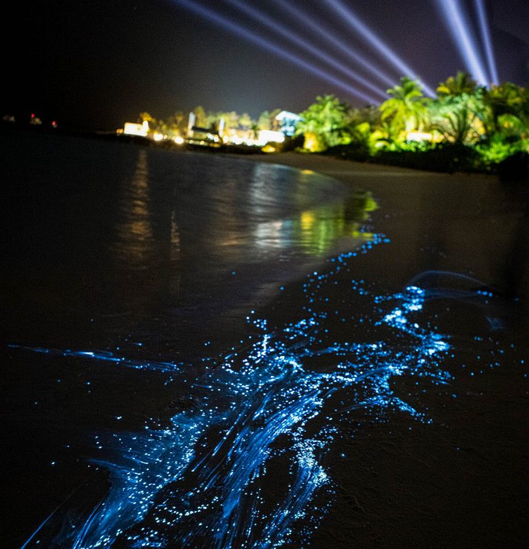 Sea of Stars - Glowing beaches in the Maldives