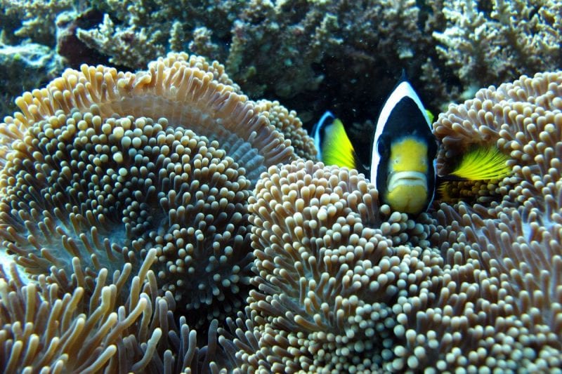Snorkeling 2 snorkeling 04